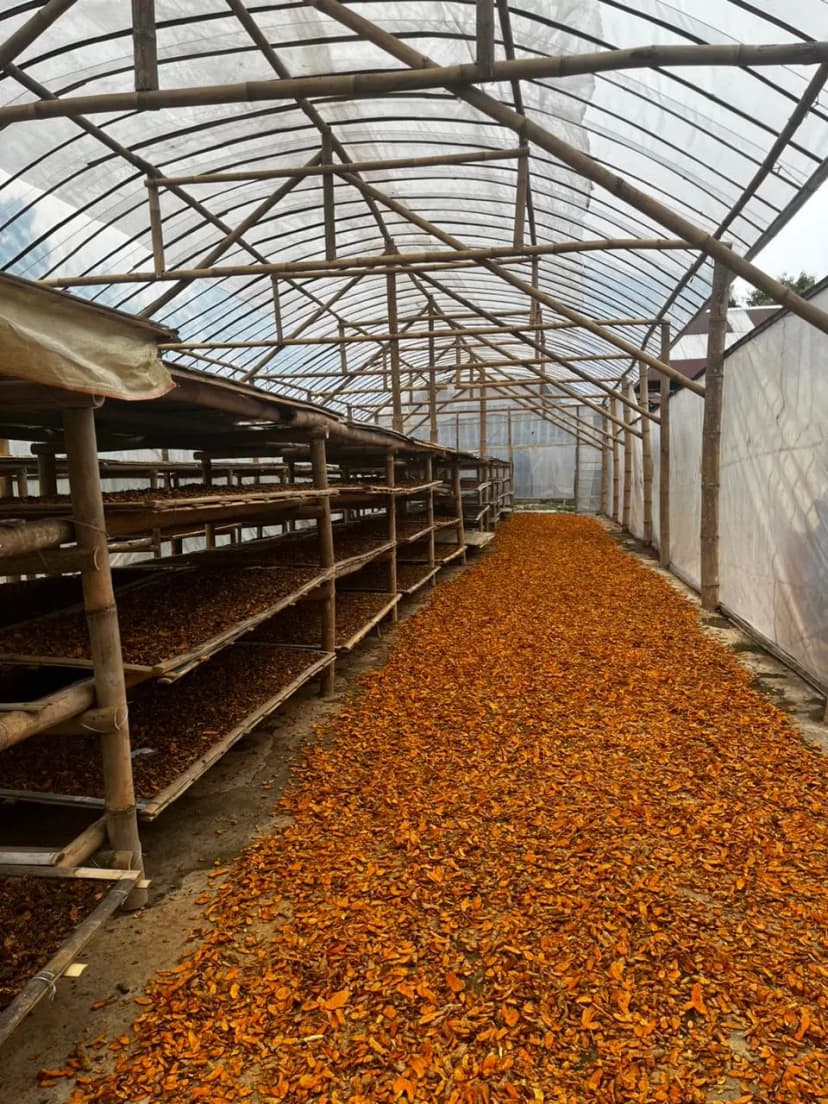 Premium Turmeric from Jenangan