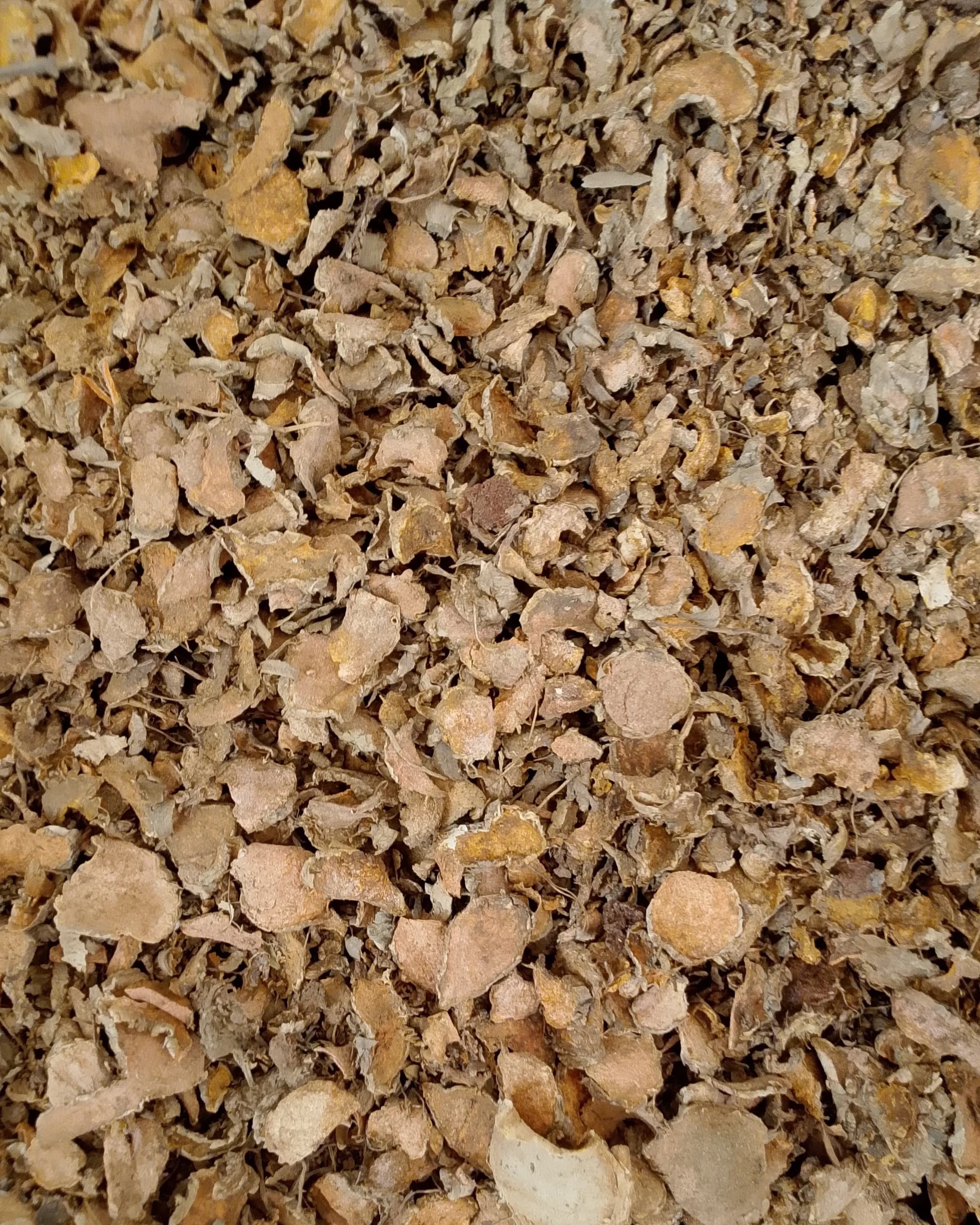 Dried Sliced Temulawak