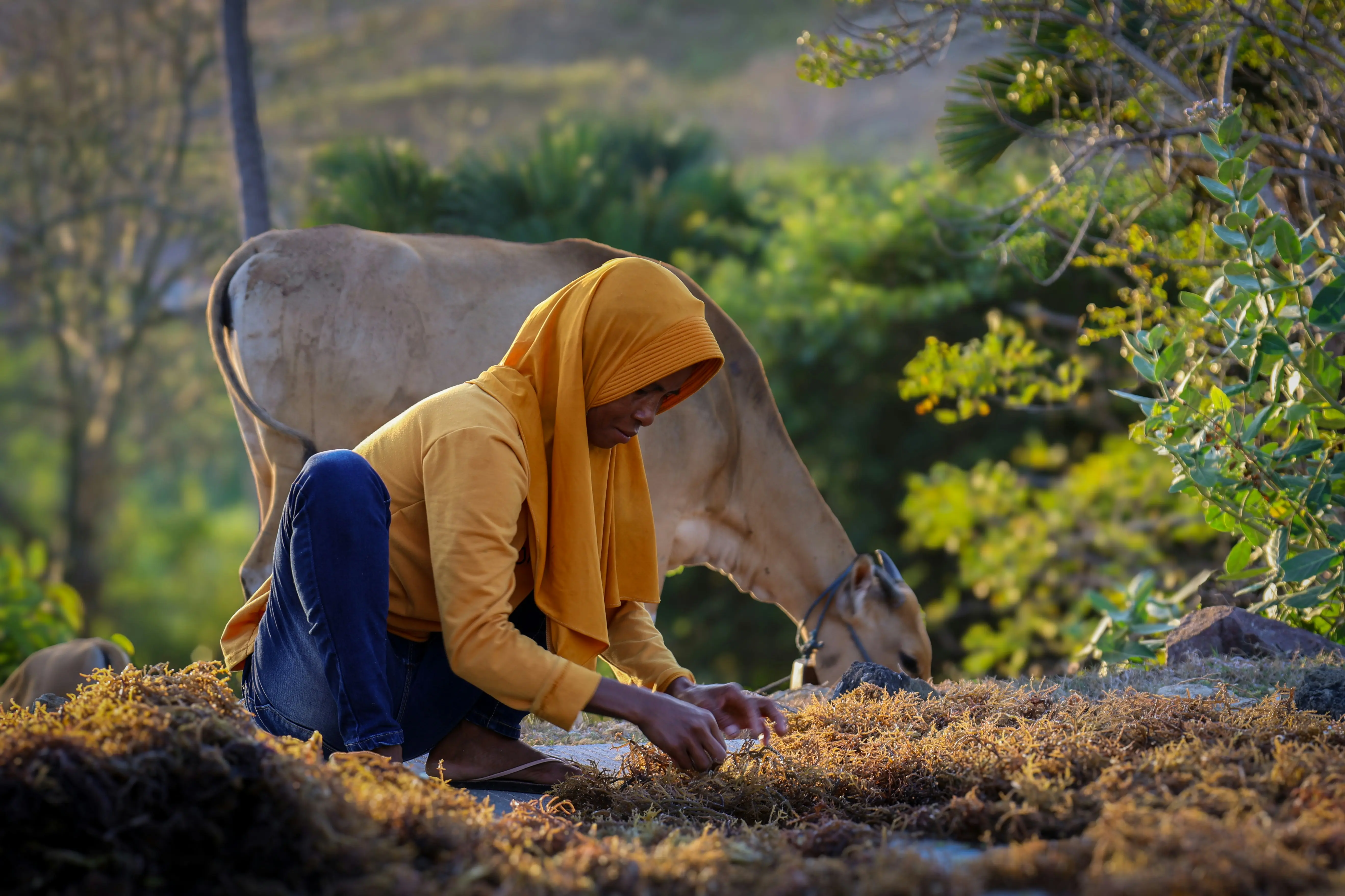 Ginger plantation in Jenangan