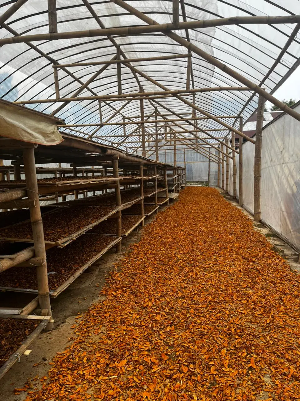 Turmeric from Jenangan, Ponorogo