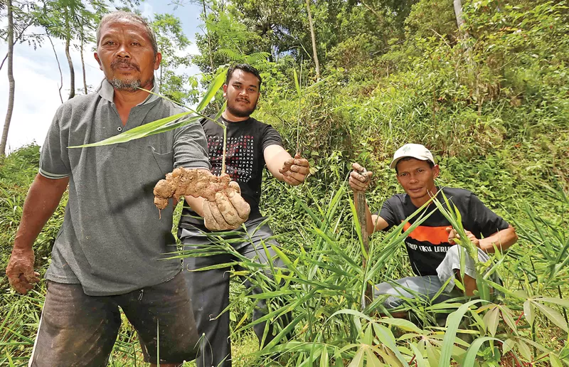 Ginger fields in Jenangan